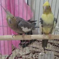 عروس هلندی نر و ماده|پرنده|محمدیه-قزوین, |دیوار