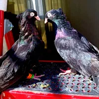 کبوتر 13جفت رنگ همه مدل