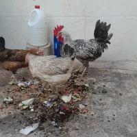 مرغ و خروس محلی