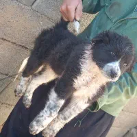 توله قدرجونی