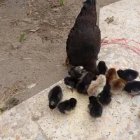 مرغ پا پری با ۱۷تا جوجه