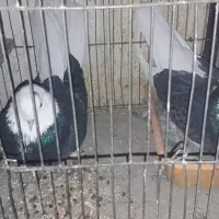 شازده سیاه قاب دمسفید