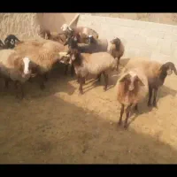 میش افشاری ابستن روی مایه|حیوانات مزرعه|گلپایگان, |دیوار