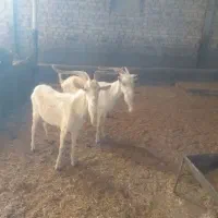 بز ،بزغاله نر سانن  برای نسل کشی|حیوانات مزرعه|رامند, |دیوار