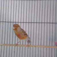 قناری فروشی نرماده باهم معاوضه با سهره نر