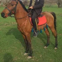 اسب(اخته)|اسب و تجهیزات اسب‌سواری|طالقان, |دیوار