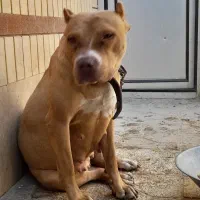 پیتبول ماده۲ساله|سگ|کرمان, |دیوار