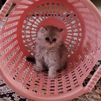 بچه گربه ۲ماهه|گربه|گنبد کاووس, |دیوار