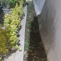 خدمات باغبانی وهرس کردن|خدمات باغبانی و درختکاری|مشهد, توس (بلوار توس)|دیوار