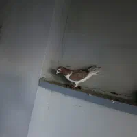کبوتر|پرنده|انگوران, |دیوار