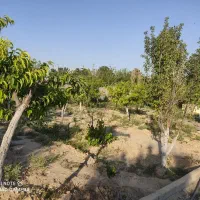 زمین-باغچه