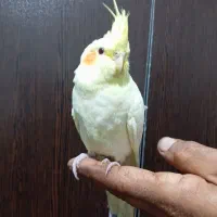 عروس هلندی لوتینو