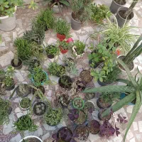 گل و گیاه آپارتمانی|گل و گیاه طبیعی|لاهیجان, کوی آزادگان|دیوار