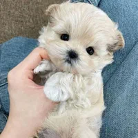 سگ گوگولی جیبی شیتزوپودل|سگ|تهران, جنت‌آباد جنوبی|دیوار