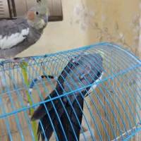 یه جفت عروس هلندی