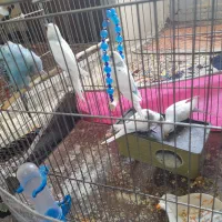 چند مرغ عشق همراه با جوجه.قفس و تمام تجهیزات