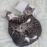 گربه نر