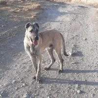 سگ سراب