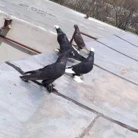 کفتر همشون اویناخ