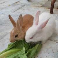 بچه خرگوش