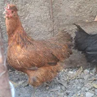 مرغ و خروس