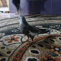 عروس هلندی|پرنده|میناب, |دیوار