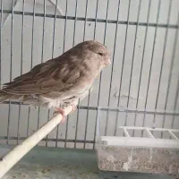 قناری کرست|پرنده|فرخ‌شهر, |دیوار