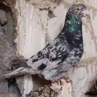 کفتر گوره سینه سفید،شامی،میولمنز،طوق هفترنگ|پرنده|وحدتیه, |دیوار