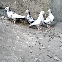 کبوتر. دمبی|پرنده|شیراز, تاچارا|دیوار