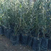 نــهـال درجه یک، انتخاب حرفه ای ها|خدمات باغبانی و درختکاری|نهاوند, |دیوار