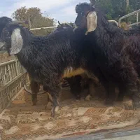 گوشت بزغاله. شیری.