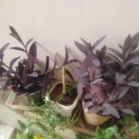 انواع گل های طبیعی|گل و گیاه طبیعی|ملایر, |دیوار