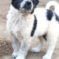 توله سگ الابای نرو ماده زیر فی نگهبان گله ای محافظ|سگ|اصفهان, شهرک کاوه|دیوار