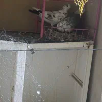 کبوتر پرشی|پرنده|ملکشاهی, |دیوار