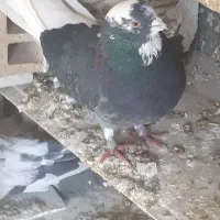 کبوتر طار شدع