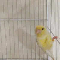 یک عددقناری دارم معاوضه بانرگسی یا کوتوله برزیلی|پرنده|شیروان (خراسان), |دیوار