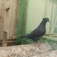 کبوترپروازی|پرنده|رودسر, |دیوار