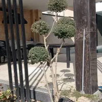باغبان حرفه ای