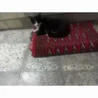 گربه