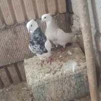 طوقی هفترنگ|پرنده|مشهد, محمدآباد|دیوار