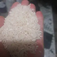 برنج پاکوتاه برنج چمپا