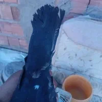 کبوتر نر|پرنده|چترود, |دیوار