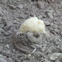 خزانه تولید و نشاء آنغوزه شیرین