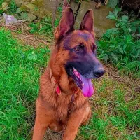 بچه سگ ژرمن|سگ|رشت, لاکان|دیوار