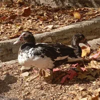 بوقلمون و اردک|حیوانات مزرعه|دماوند, دماوند|دیوار