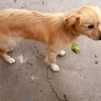 واگذاری سگ اشپیتز