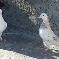 کبوتر|پرنده|سرپل ذهاب, |دیوار