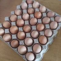 تخم مرغ محلی