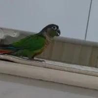 گمشده