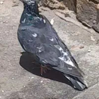 کبوترسارکرمونی پلک قرمز